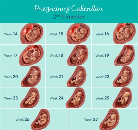 Second Trimester Weeks Twins At Kevin Davidson Blog