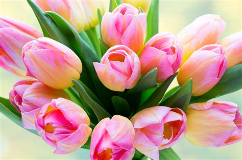 Fotos von Tulpen Rosa Farbe Blumen Großansicht