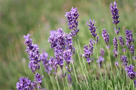 Lavendel Soorten En Verzorging Kleinetuinen Nl