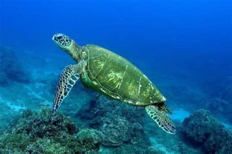 Green Sea Turtle Facts | Green Sea Turtle Habitat & Diet