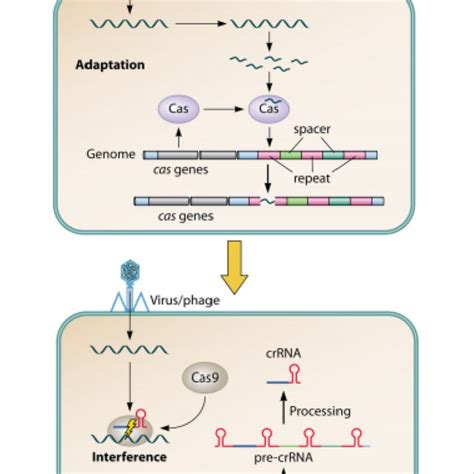 Components Of Type Ii Crispr Cas9 System 7 Download Scientific Diagram