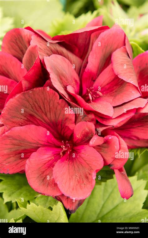 Pelargonium Aldwyck Stockfotos Und Bilder Kaufen Alamy