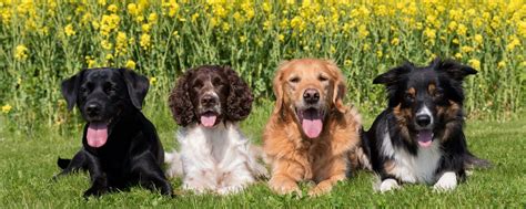 АКАРИ ВОРОНЕЖ корм для собак в Воронеже | Официальный представитель ...