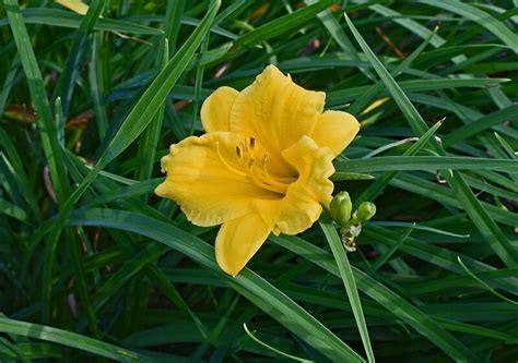 How To Grow Daylilies Agreenhand