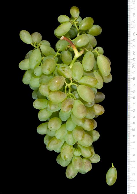 Сорт винограда Цыца Капрей