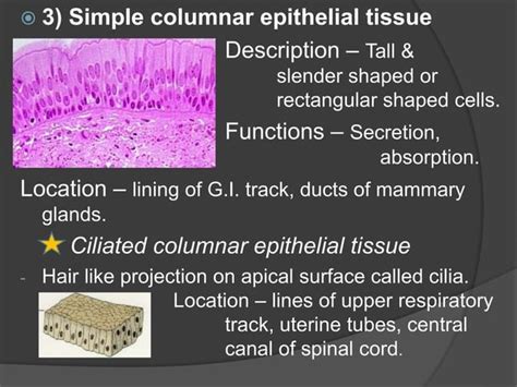 tissue level  organizationpptx