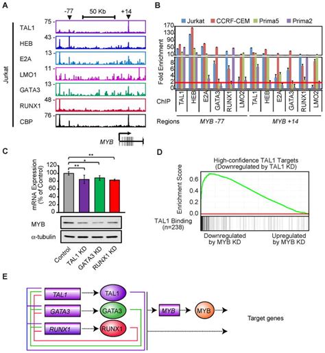 Core Transcriptional Regulatory Circuit Controlled By The Tal1 Complex