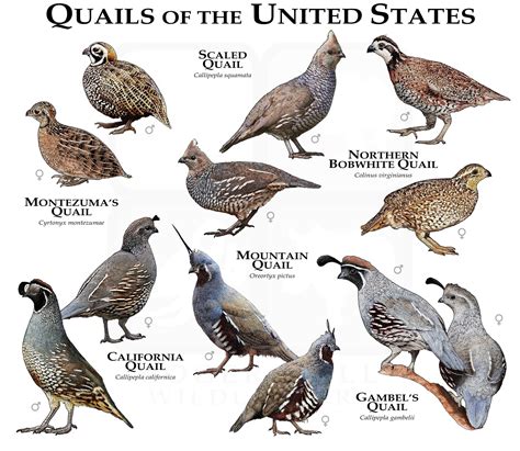 Gambel Quail for sale | Only 4 left at -65%