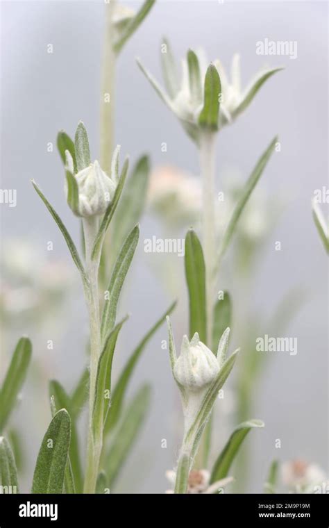 Blooming Of Edelweiss Flower Leontopodium Alpinum Or Blossom Of Snow