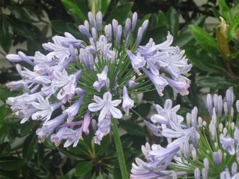 Agapanthus Lily Of The Nile