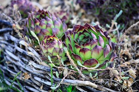 House Leek Succulent Plant Semper Vivum Stock Photo Image Of