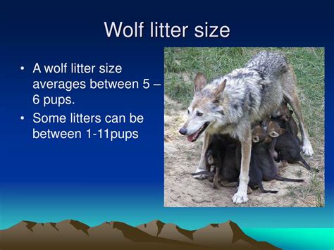 Ppt Wolf Presentation Powerpoint Presentation Free Download Id 359082