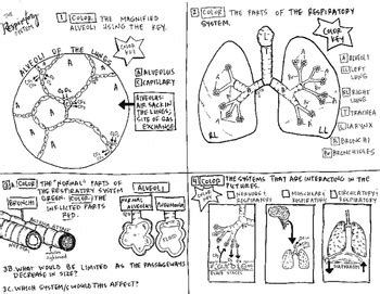 Respiratory System Coloring Page