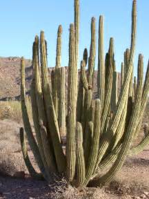 Fileorgan Pipe Cactus Wikipedia