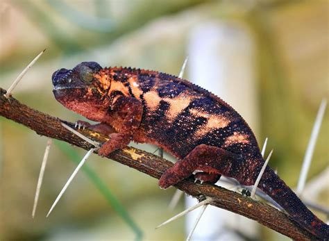 Panther Chameleon Spiky By Klaus Wiese On 500px Spiky Amphibians