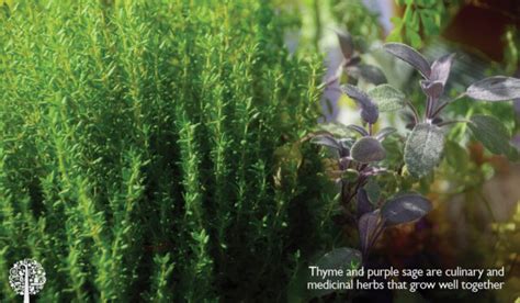 Growing a Pharmacy Garden for Home Remedies | GCM