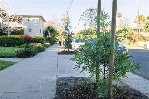 A recently Catalina Ironwood planted in a new tree basin