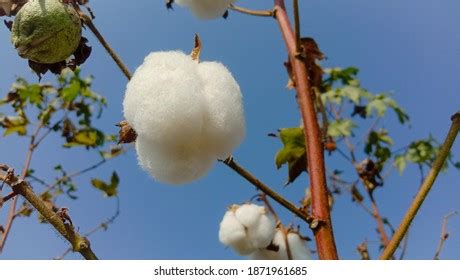 877 imágenes de Gossypium hirsutum Imágenes fotos y vectores de