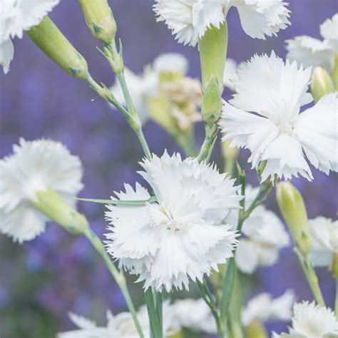 Szk Ka Bylin Dobrepole Dianthus Caryophyllus Rose Go Dzik Ogrodowy