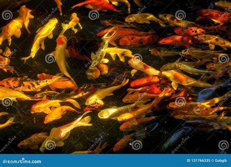 Peixes De Koi Ou Peixes Extravagantes Da Carpa Que Nadam Na Lagoa