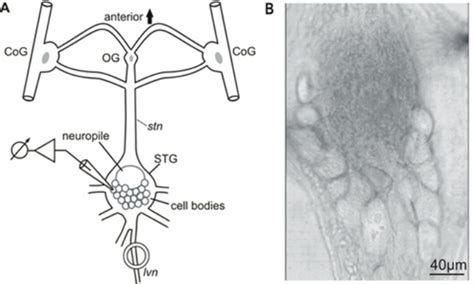 A Schematic Diagram Of The Stomatogastric Nervous System Stns Cog