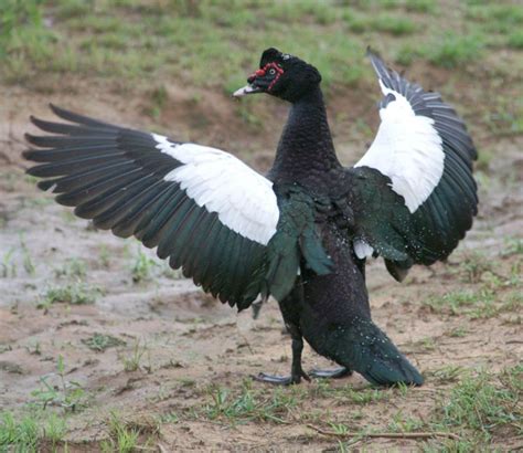 Best Effective Ways To Sex Your Muscovy Duck With Pictures Artofit