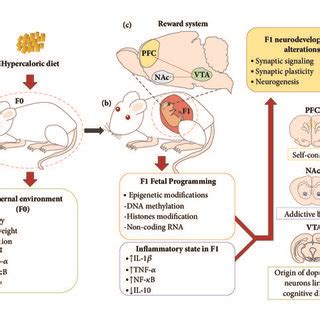 Synaptic Modulation By Cytokine Levels A According To Bettie And