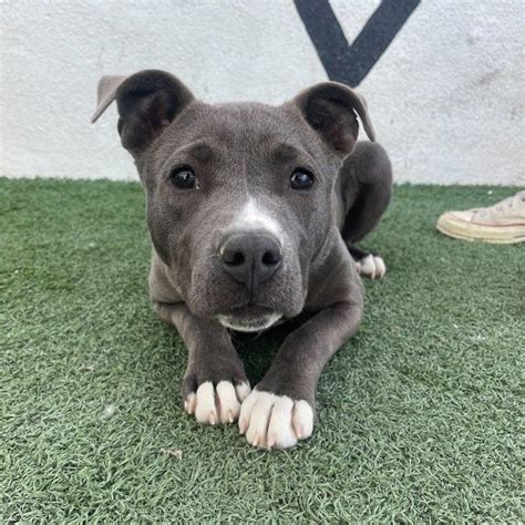 Adopt Ophelia Today Pets Thecountyoffice