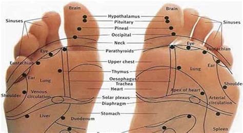 Reflexology Map Information To Learn About Reflexology Charts