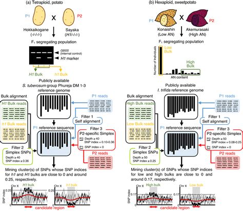 Polyploid Qtlseq Towards Rapid Development Of Tightly Linked Dna