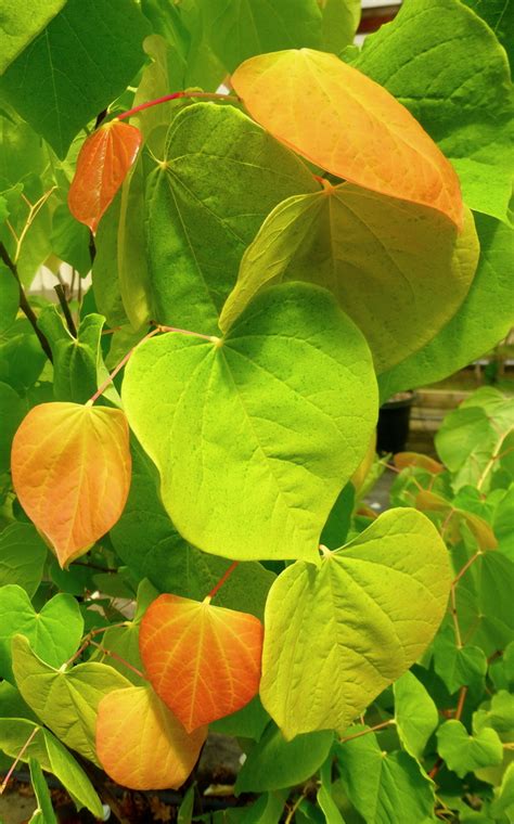 The Rising Sun™ Golden Redbud Cercis Canadensis Jn2 The Rising Sun