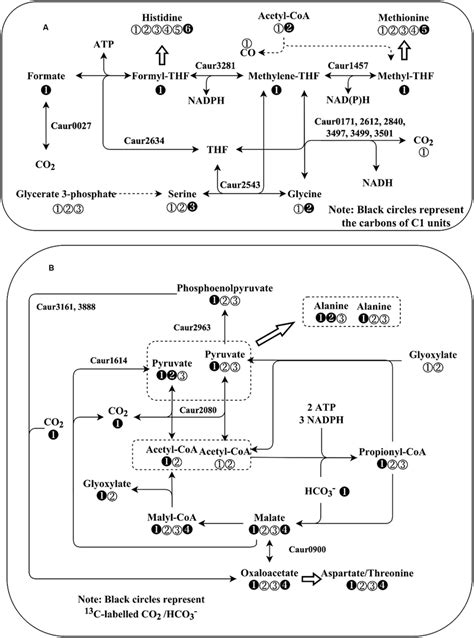 Schematic Representation Of C1 Metabolism And Co2 Fixation Pathways In