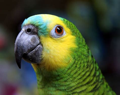 Bird Directory Blue Fronted Amazon Parrot