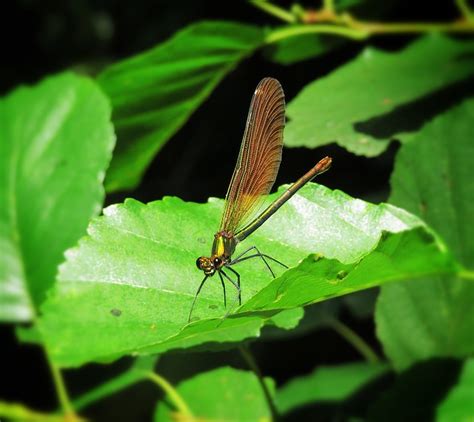 Dragonfly Mujer Joven Insecto Foto Gratis En Pixabay Pixabay