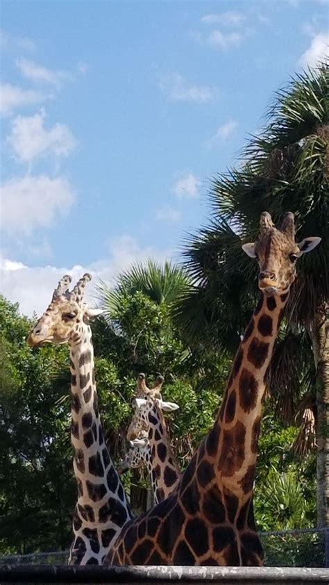 Naples Zoo. Naples, Fl. | Naples zoo, Naples florida, Naples