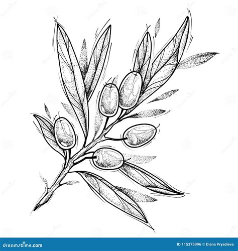 Olive Branch. Tattoo Design. Vector Illustration Isolated on White ...