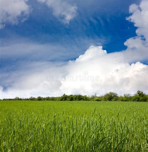 Green meadow stock photo. Image of cloud, blue, cloudscape - 14348794