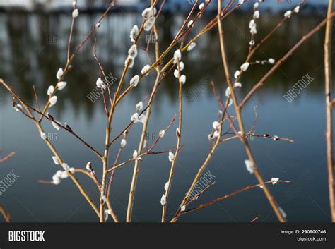 Pussy Willow Branches Image Photo Free Trial Bigstock