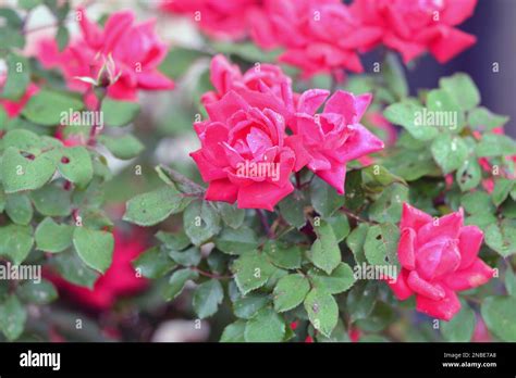 Elegant Pretty Fragrant Fluorescent Red Roses Stock Photo Alamy