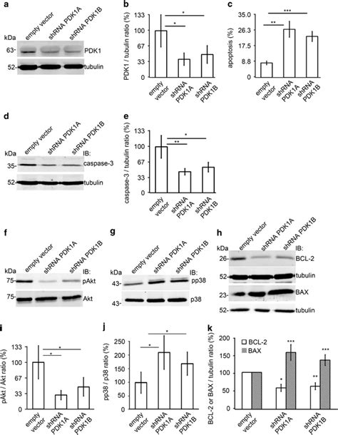 Knockdown Of Pdk1 By Shrnas Increases Apoptosis And Downregulates Download Scientific Diagram