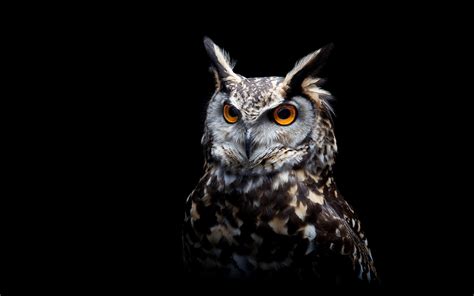 Owl, black background wallpaper | animals | Wallpaper Better