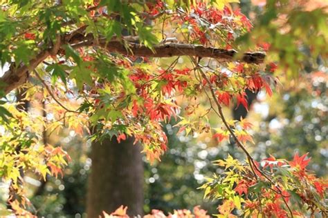 2018年秋 京都の紅葉 北野天満宮 史跡御土居のもみじ苑が12月10日まで公開中 mixiニュース