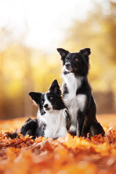 Border Collie Wallpapers (54 images) - WallpaperCat