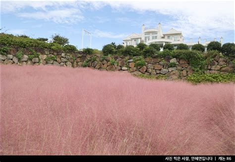 제주 명소 가을 가볼만한곳 제주도 핑크뮬리 제주 마노르블랑 네이버 블로그