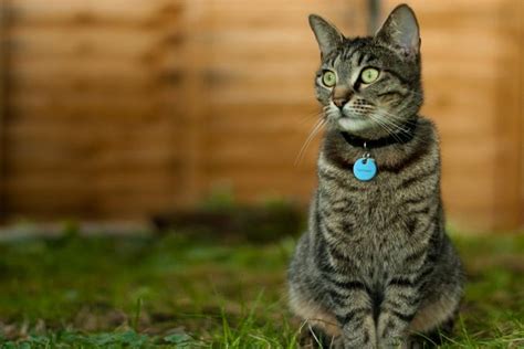 GPS Pet Tracking Systems for Cats | LoveToKnow