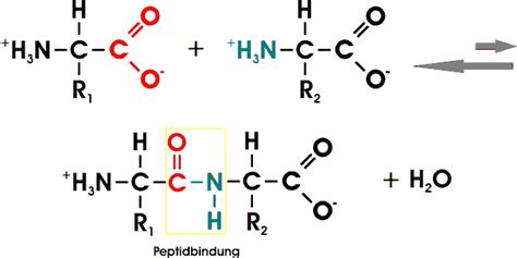 Proteine Und Aminosäuren