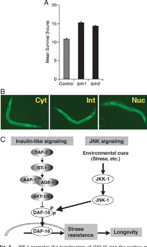 Figure From Jnk Regulates Lifespan In Caenorhabditis Elegans By