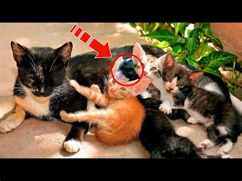 Кошка родила котят, а через неделю хозяин заметил нечто удивительное ...