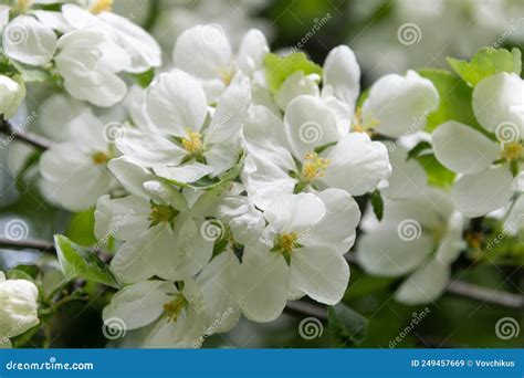 Flores Blancas De Un Manzano Con Hojas Verdes En Una Rama Cerrar