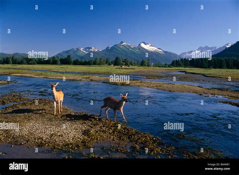 Sitka Black Tail Deer In Mendenhall Wetlands Tongass National Forest